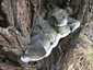 Parázstapló (Phellinus igniarius), Pilis